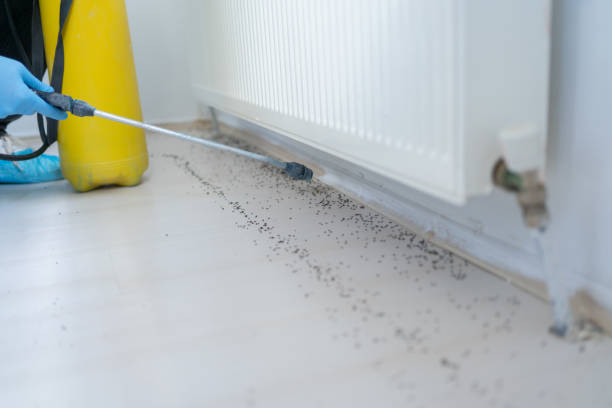 Best Flea Control Services  in Woodsville, NH